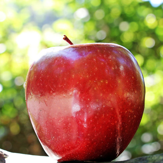 Apple Orchard Candle