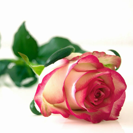 Rose Petals Candle