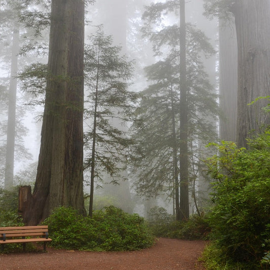 Redwood Forest Room + Linen Spray